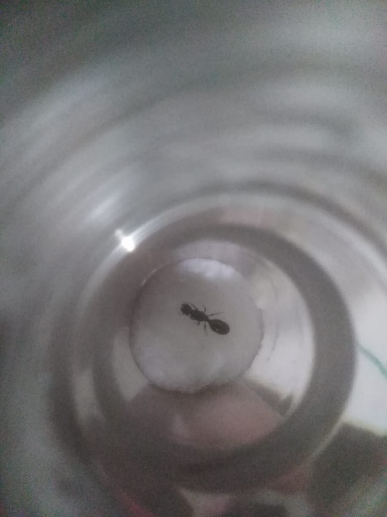 Ayudenme a identificarla