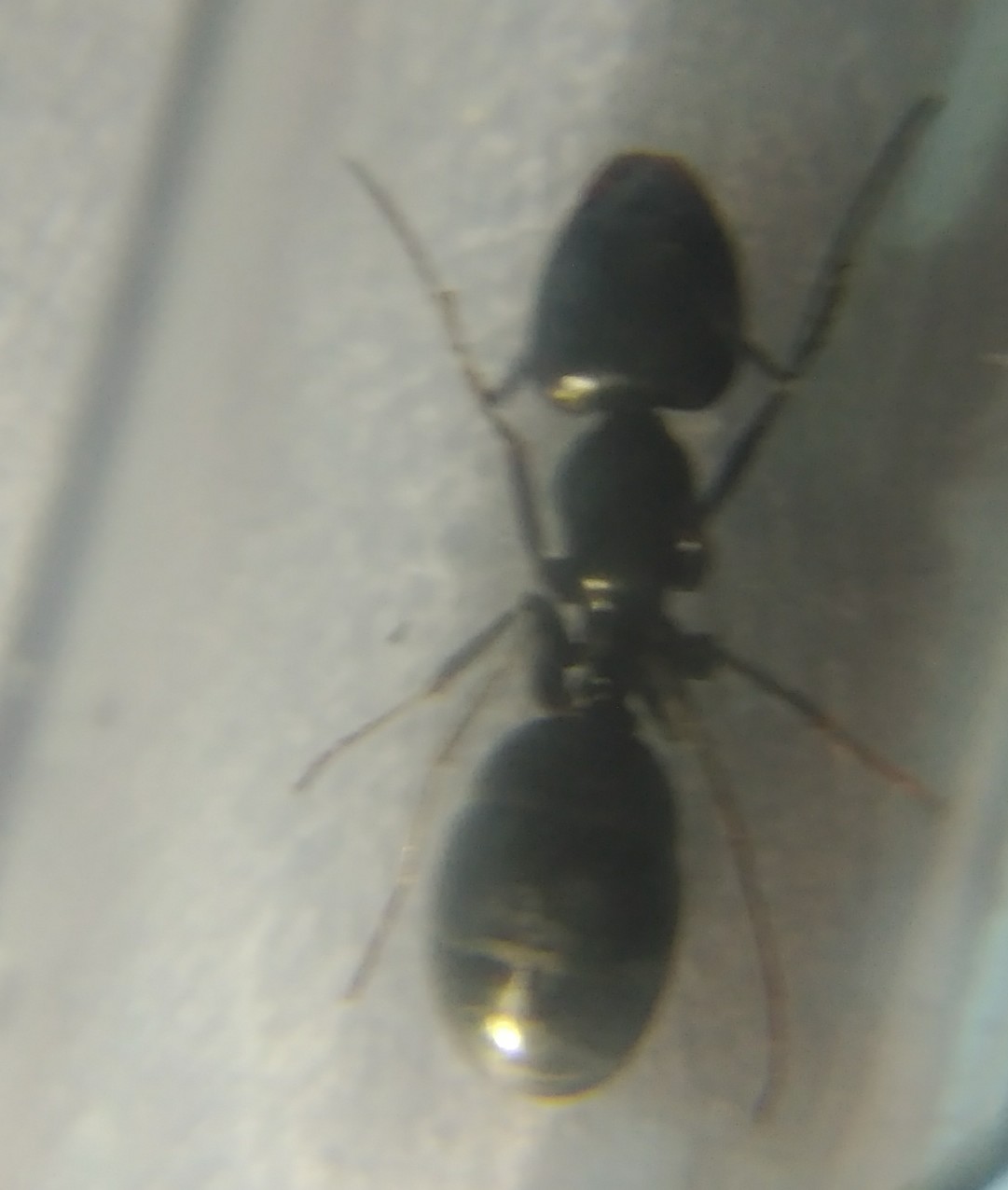 Reina 3