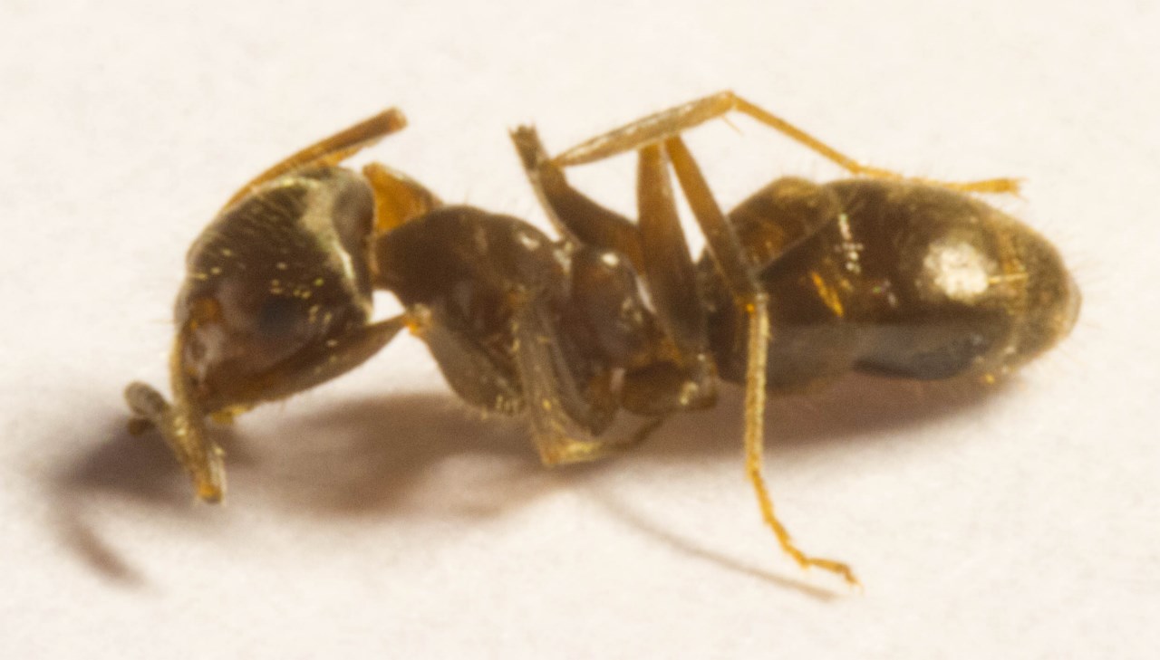 A identificar