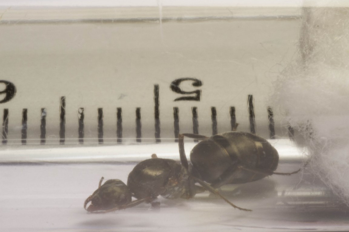 camponotus?