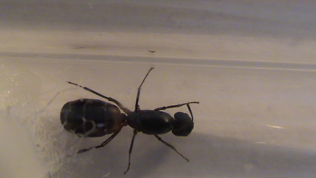 Reina sin identificar encontrada ayer a las 20:30