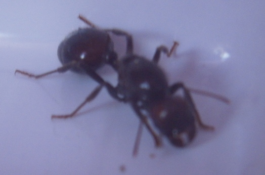 reina sin identificar