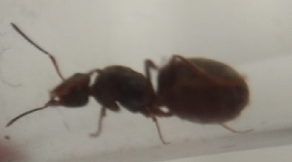 Posible reina (abajo)