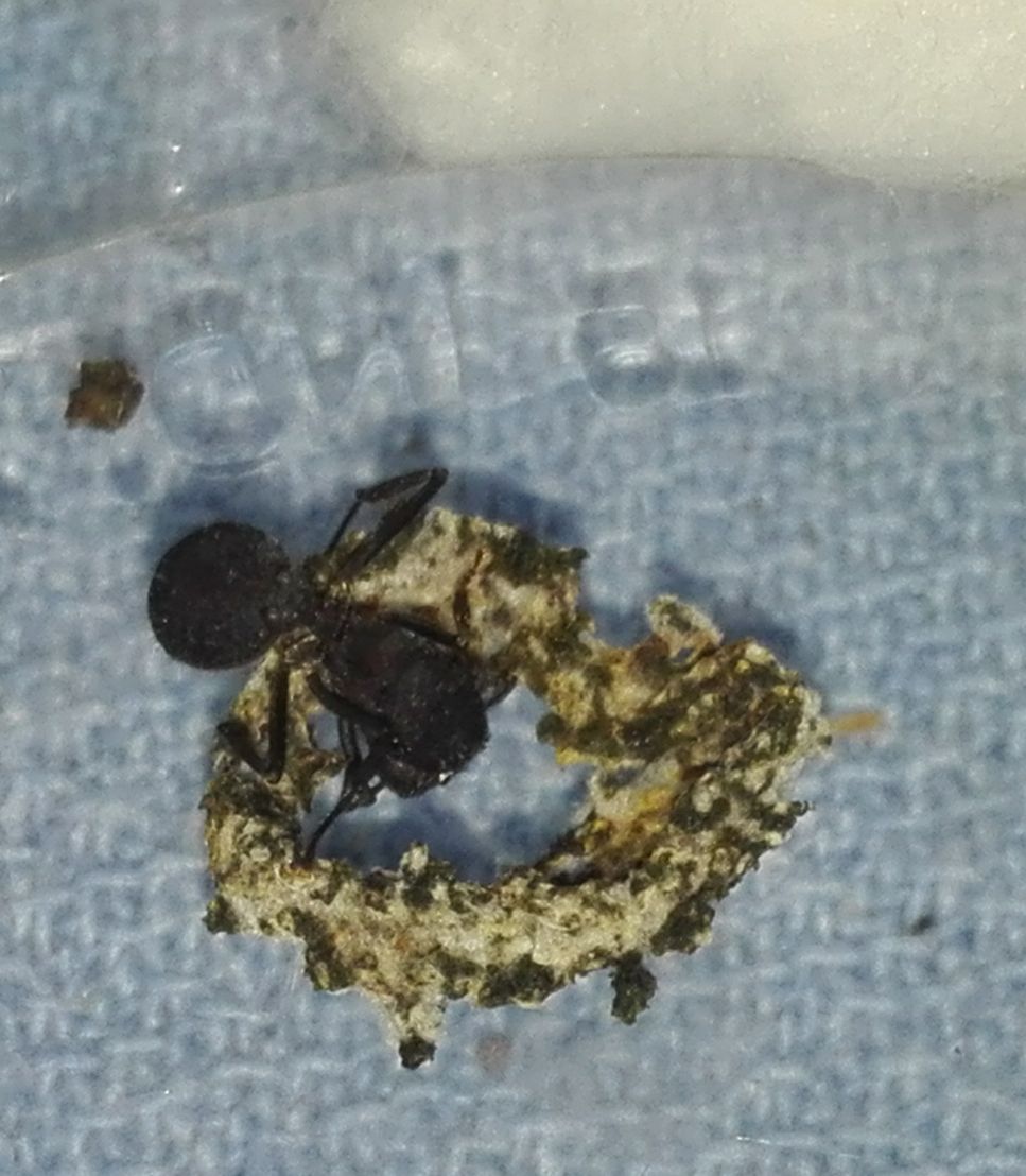 Acromyrmex 1