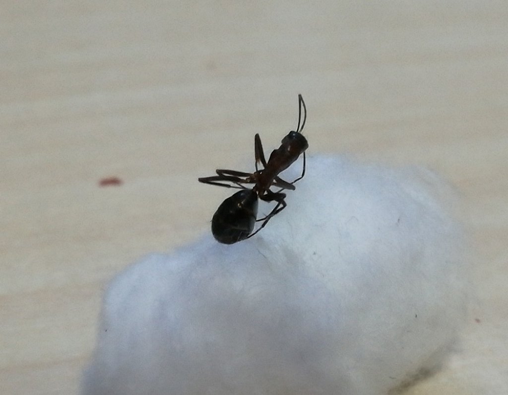 algodon1