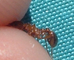 piscina2