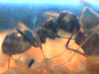 lado A