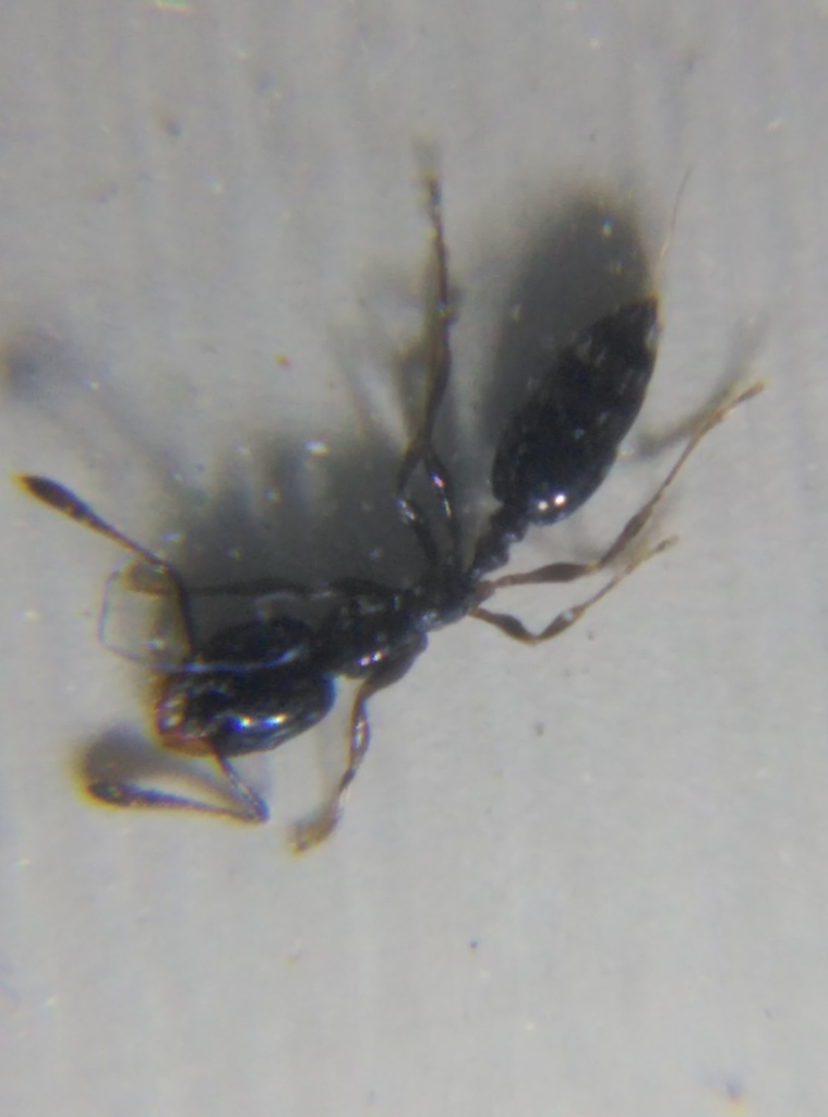 L.Humile?1