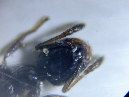 L.Humile?2