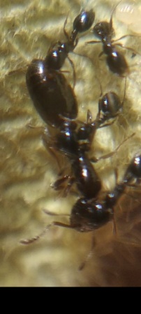 L.Humile?4