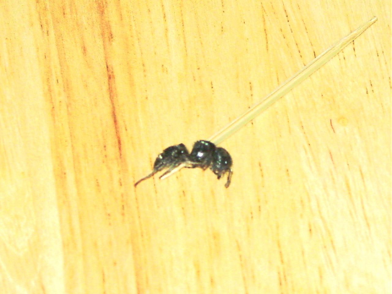 HORMIGA ABEJA