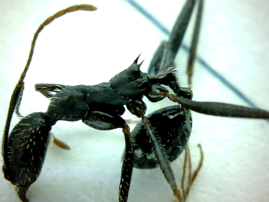 Aphaenogaster2