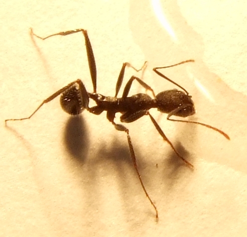 ��aphaenogaster iberica_1??