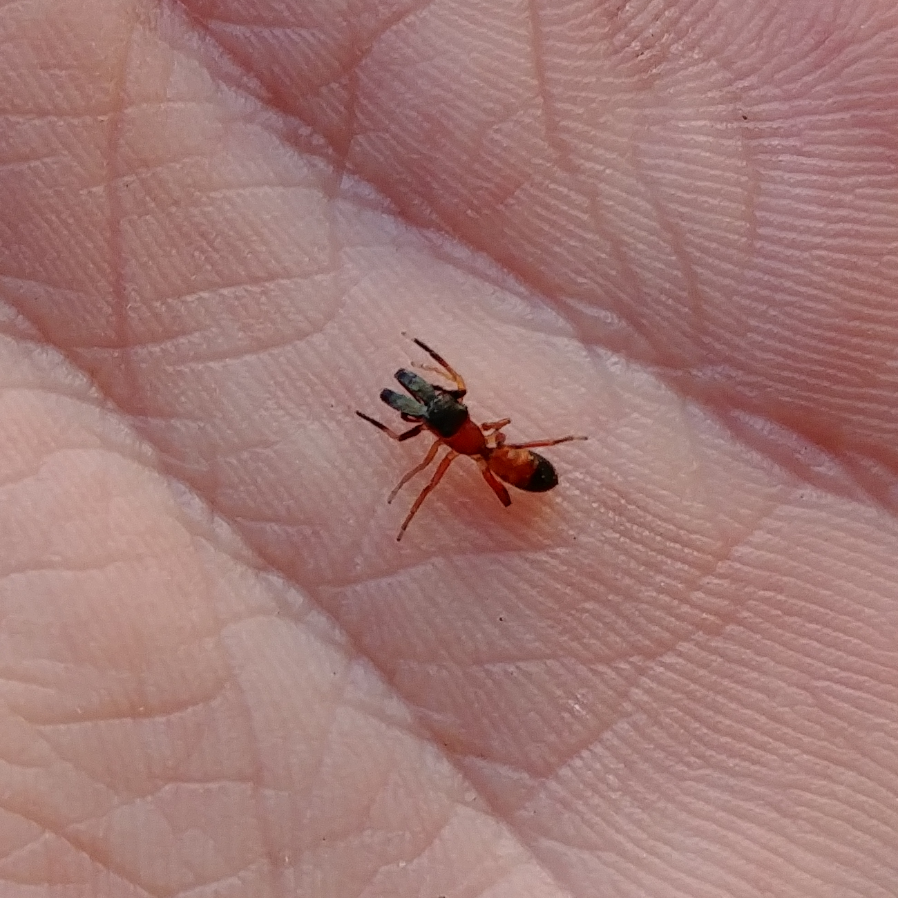 Ara�a hormiga por identificar