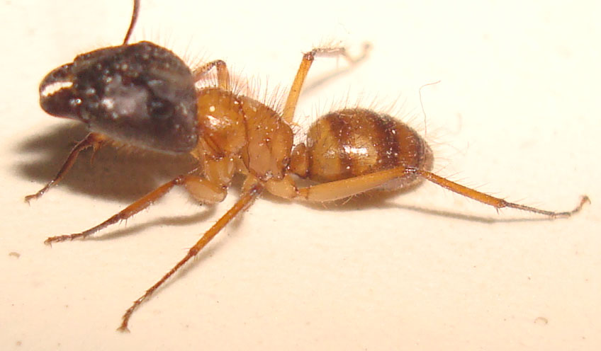 hayqueidentifi