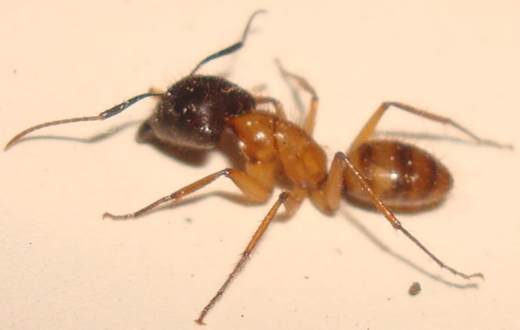 posiblereina