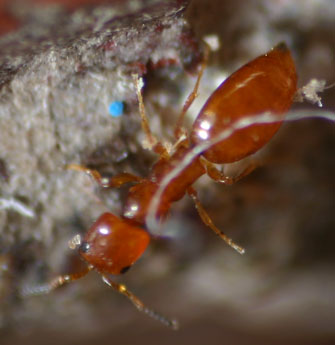 Falsa Solenopsis