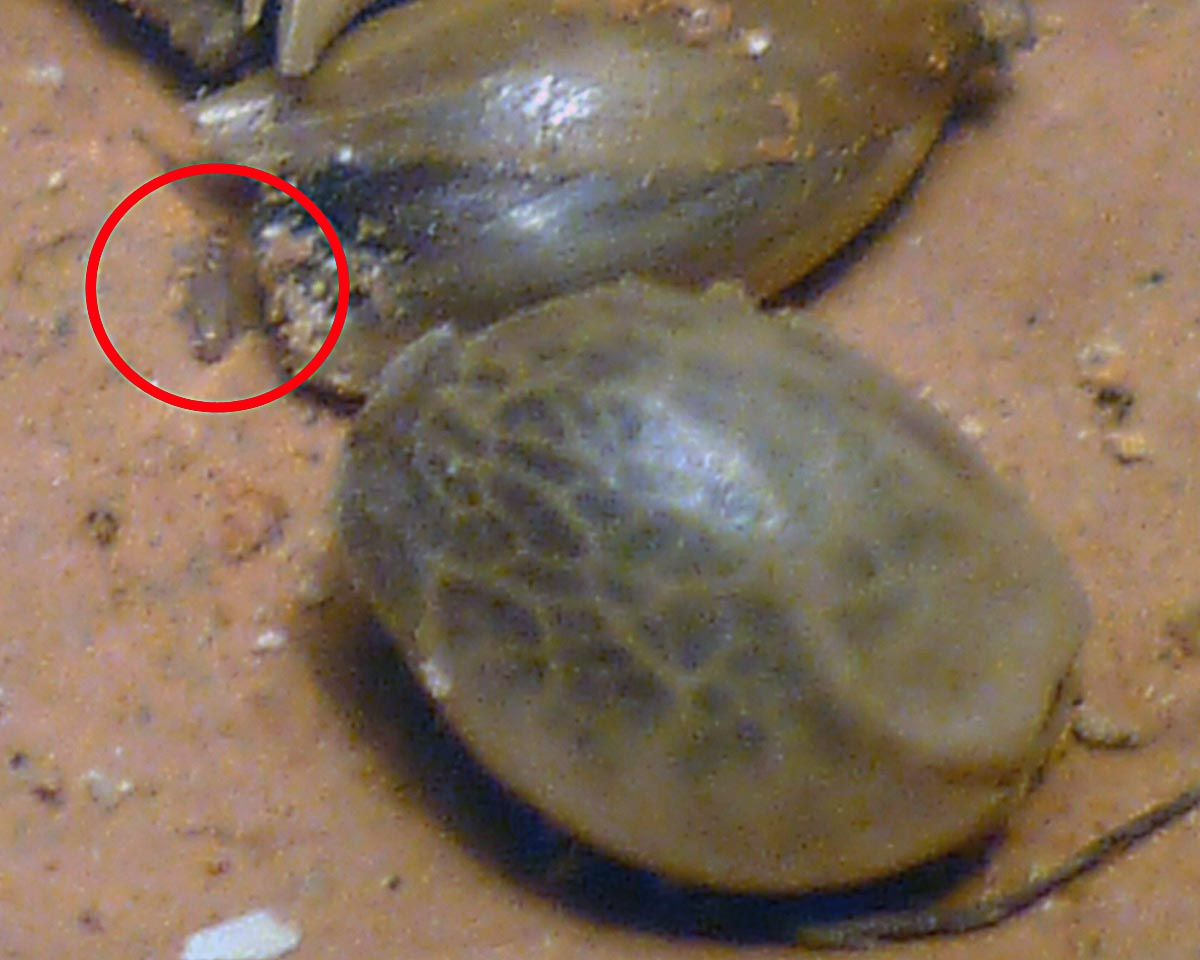 Liposcelis ???