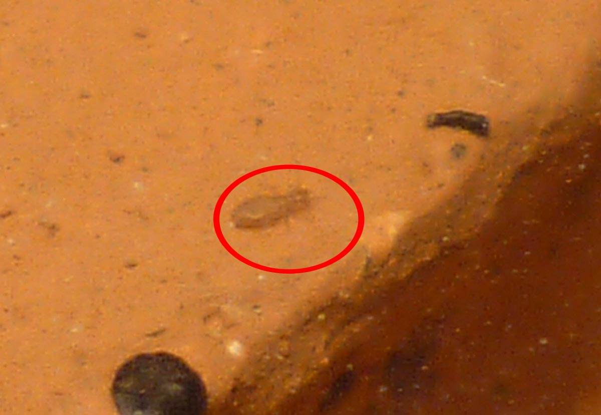 Liposcelis ???