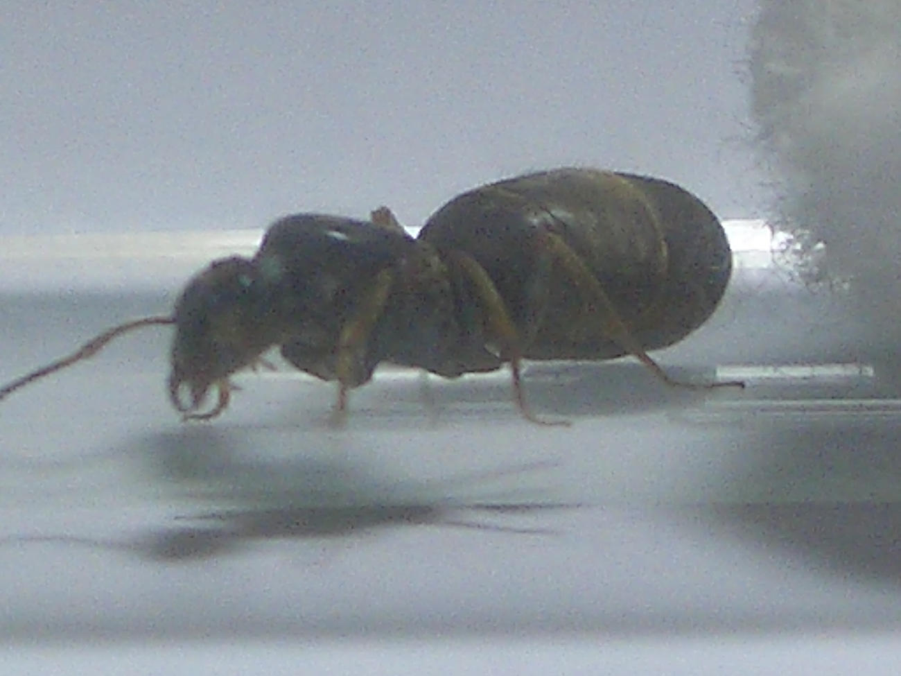 Reina sin identificar encontrada ayer a las 20:30
