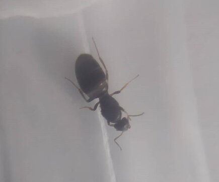 Reina sin identificar 07/08/2019