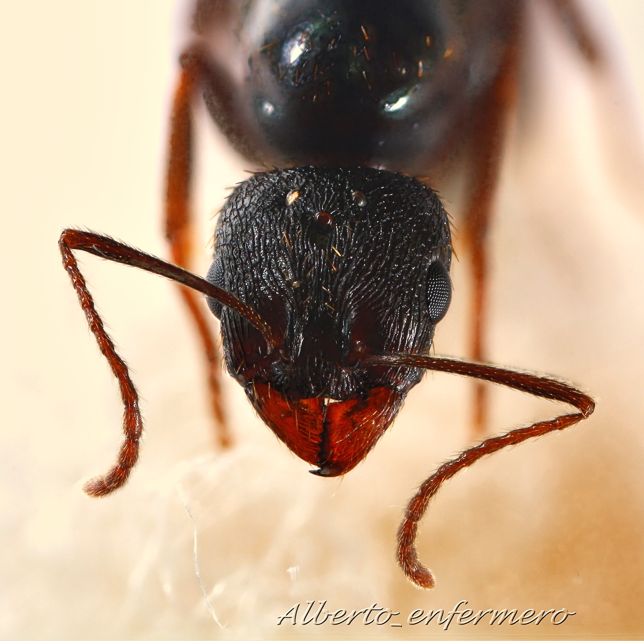 cabeza myrmicinae