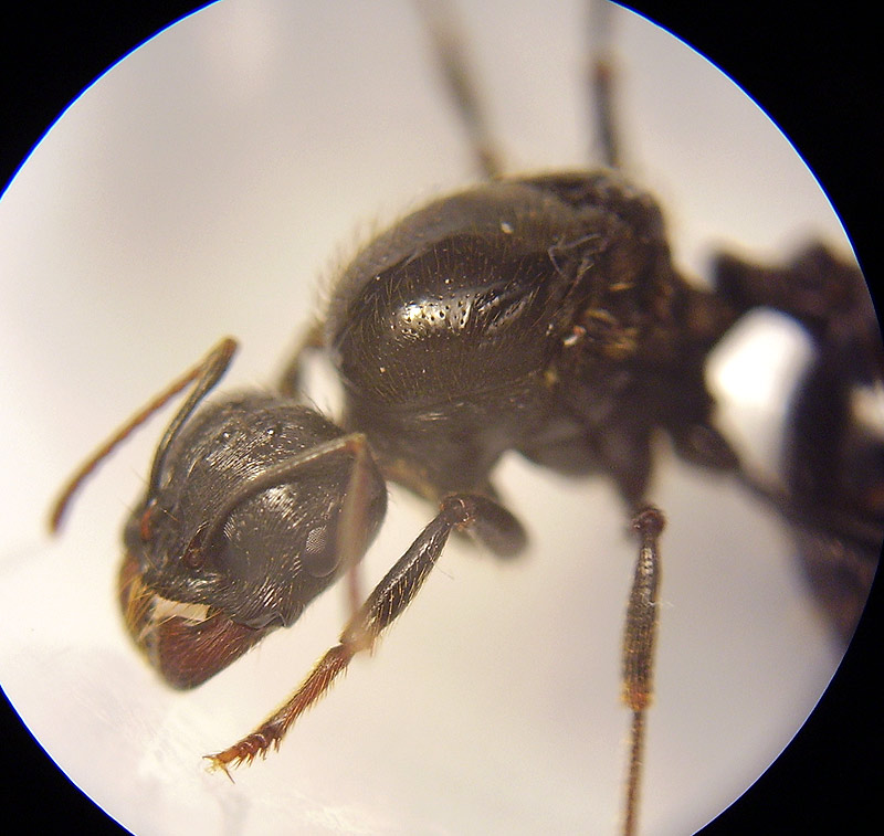 Identificaci�n ReinaGus1