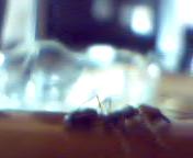 foto de andres felipe perez zapata