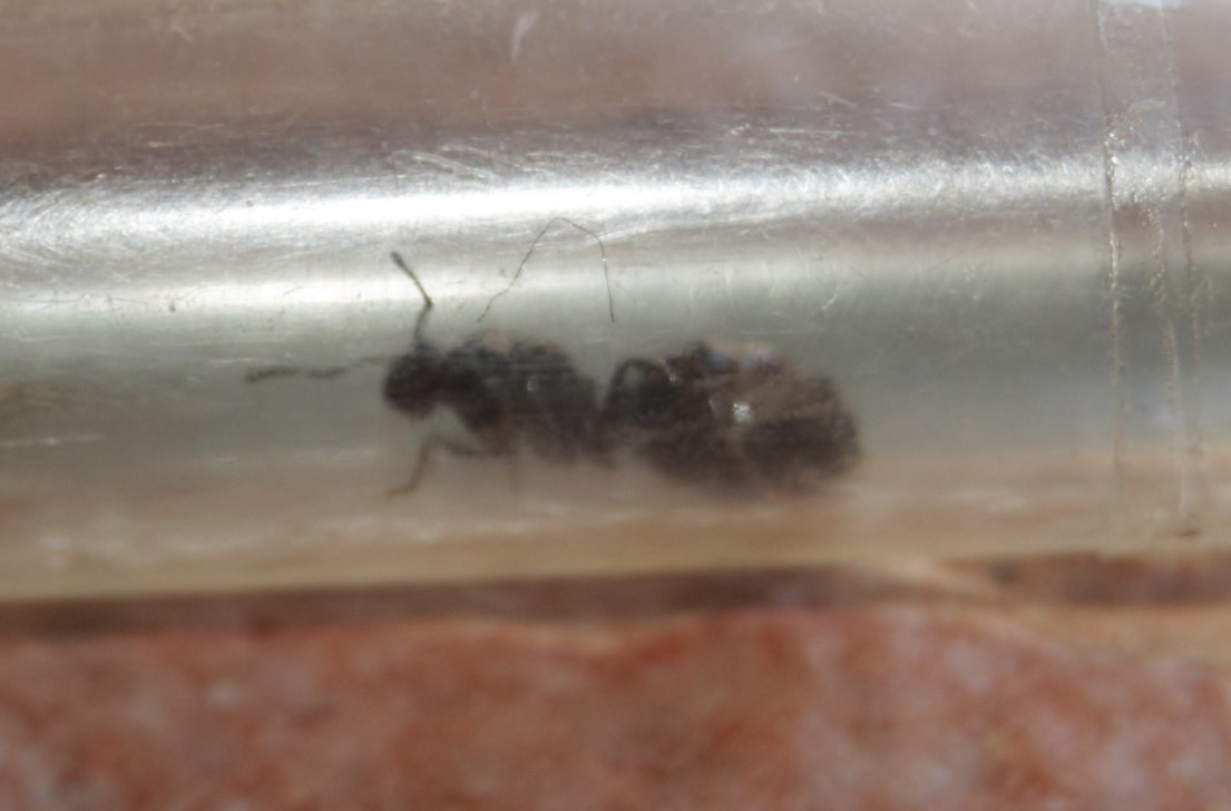 Reina identificar