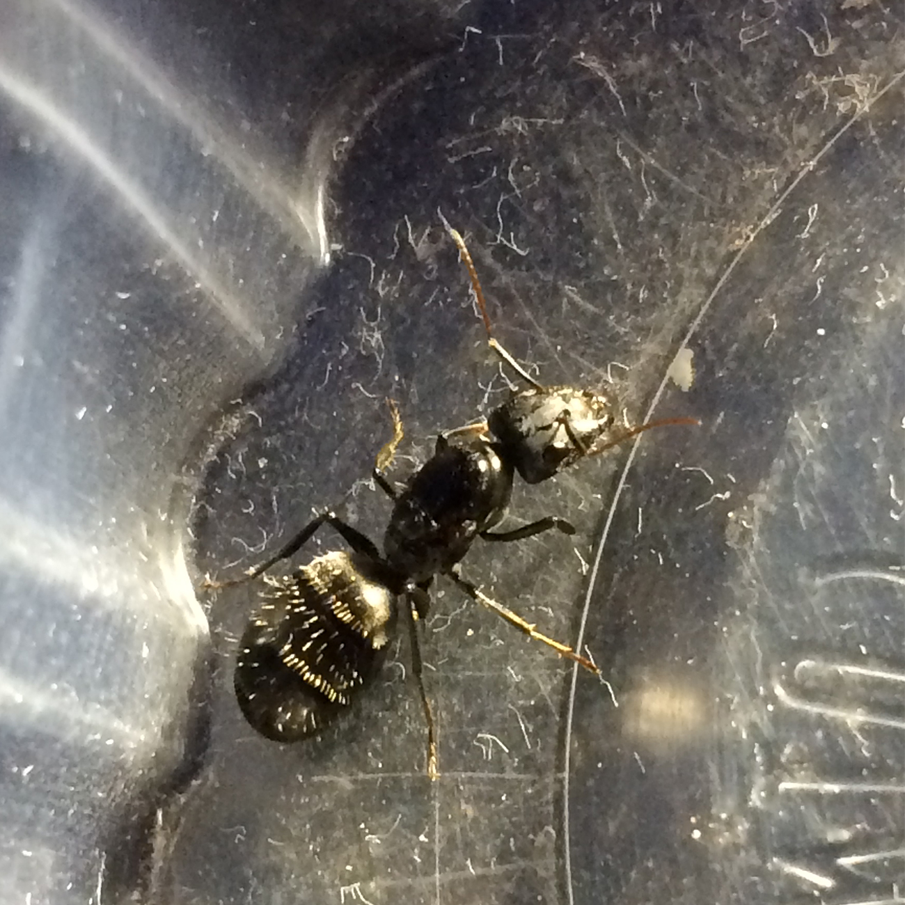 Posible Camponotus 1