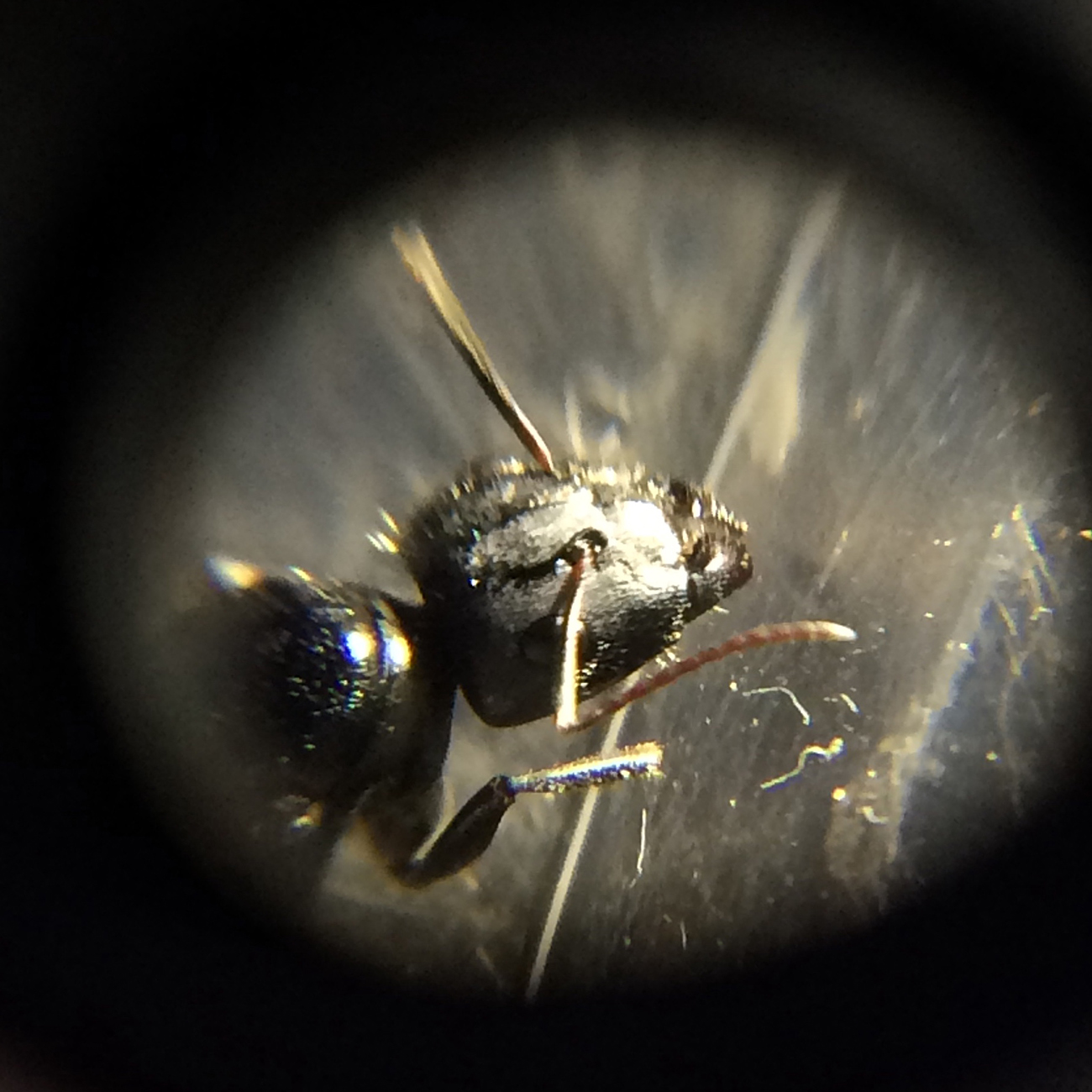 Posible Camponotus 4