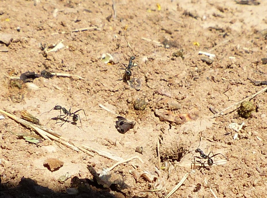 Aphaenogaster