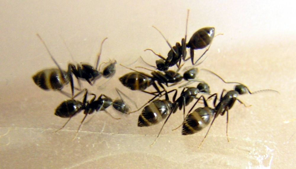 Camponotus aethiops?