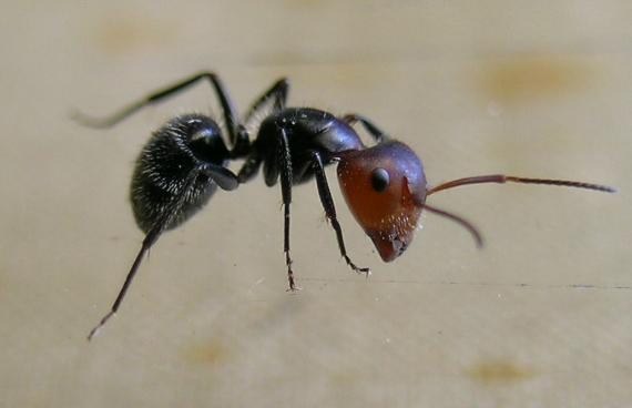 Foto de Zauron, camponotus de Venezuela