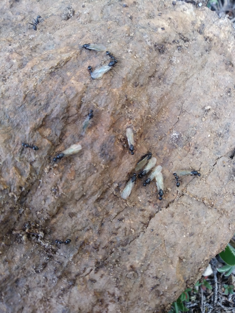 camponotus 1