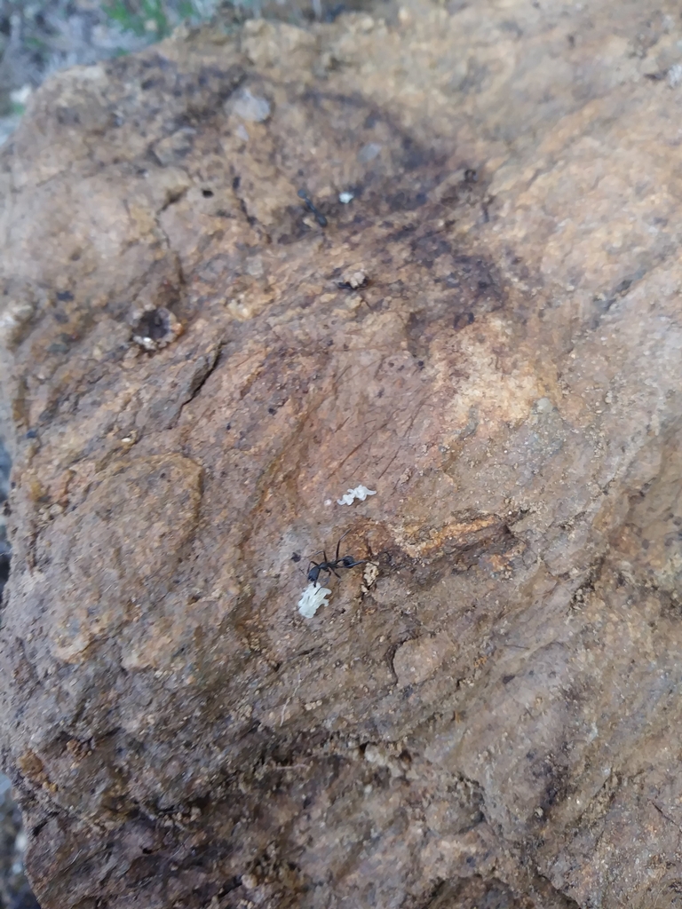 camponotus 2