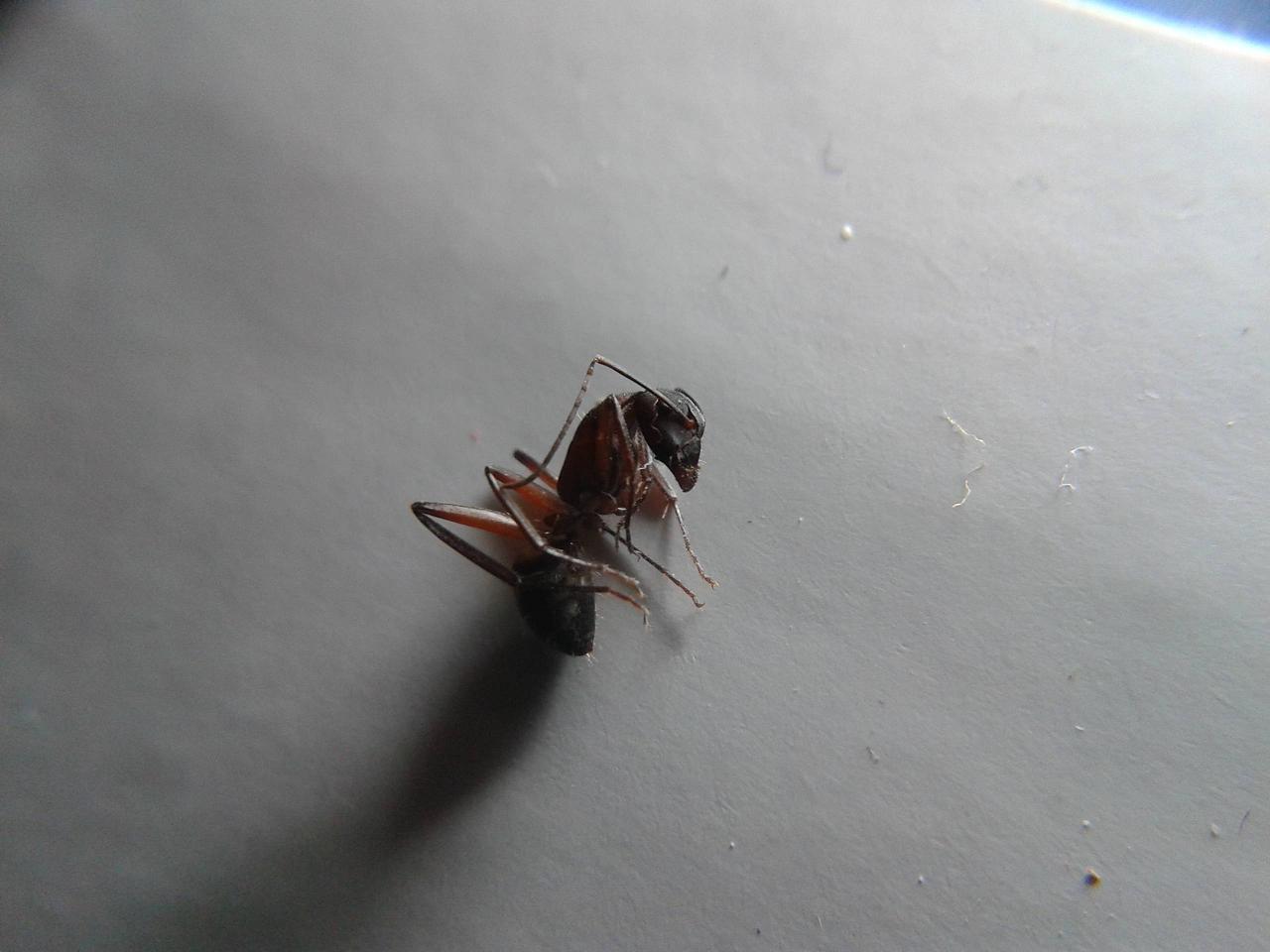 Camponotus roja3
