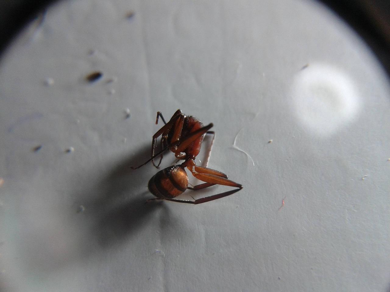 Camponotus roja4
