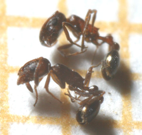 diminuta myrmicinae