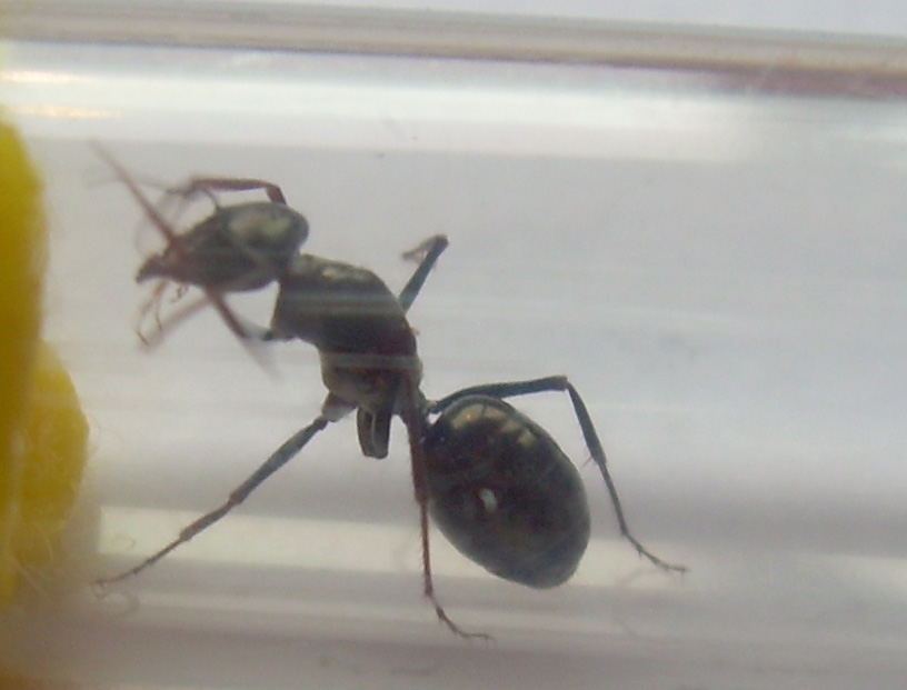 Posible Cata ibericus