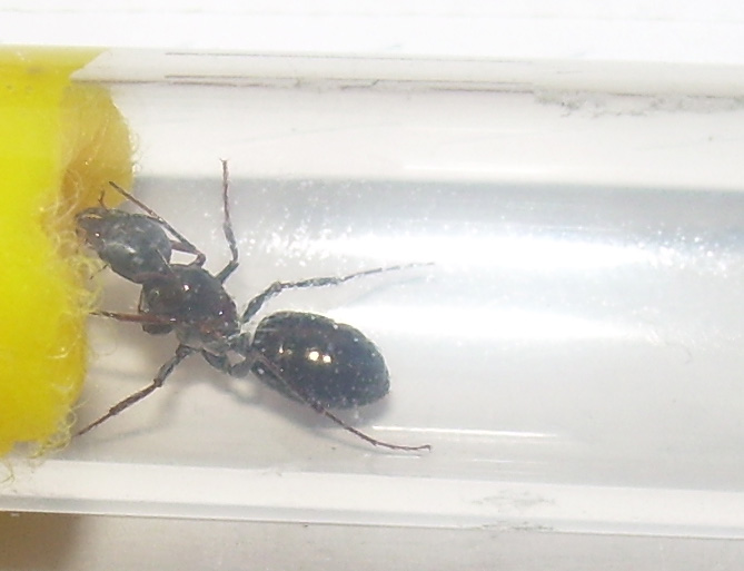 Posible cata ibericus 2