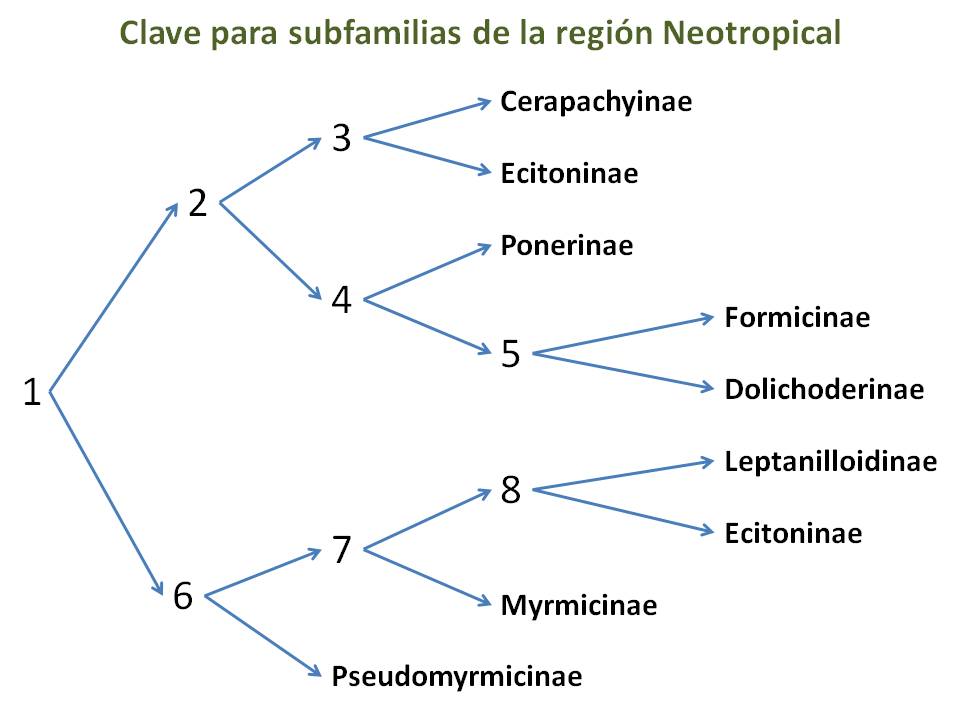 Clave subfamilias Neotropical