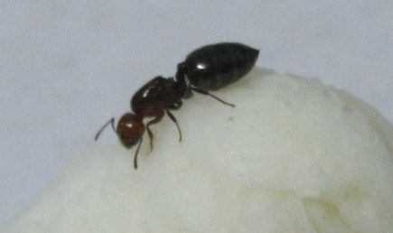 hormiguilla