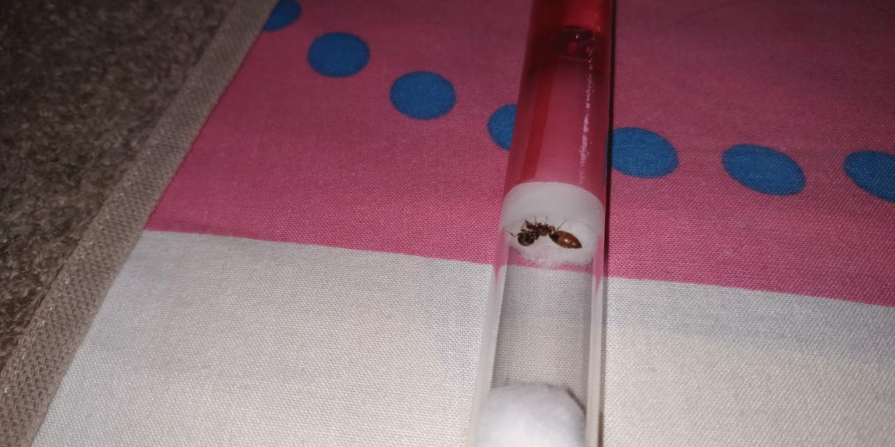 crematogaster