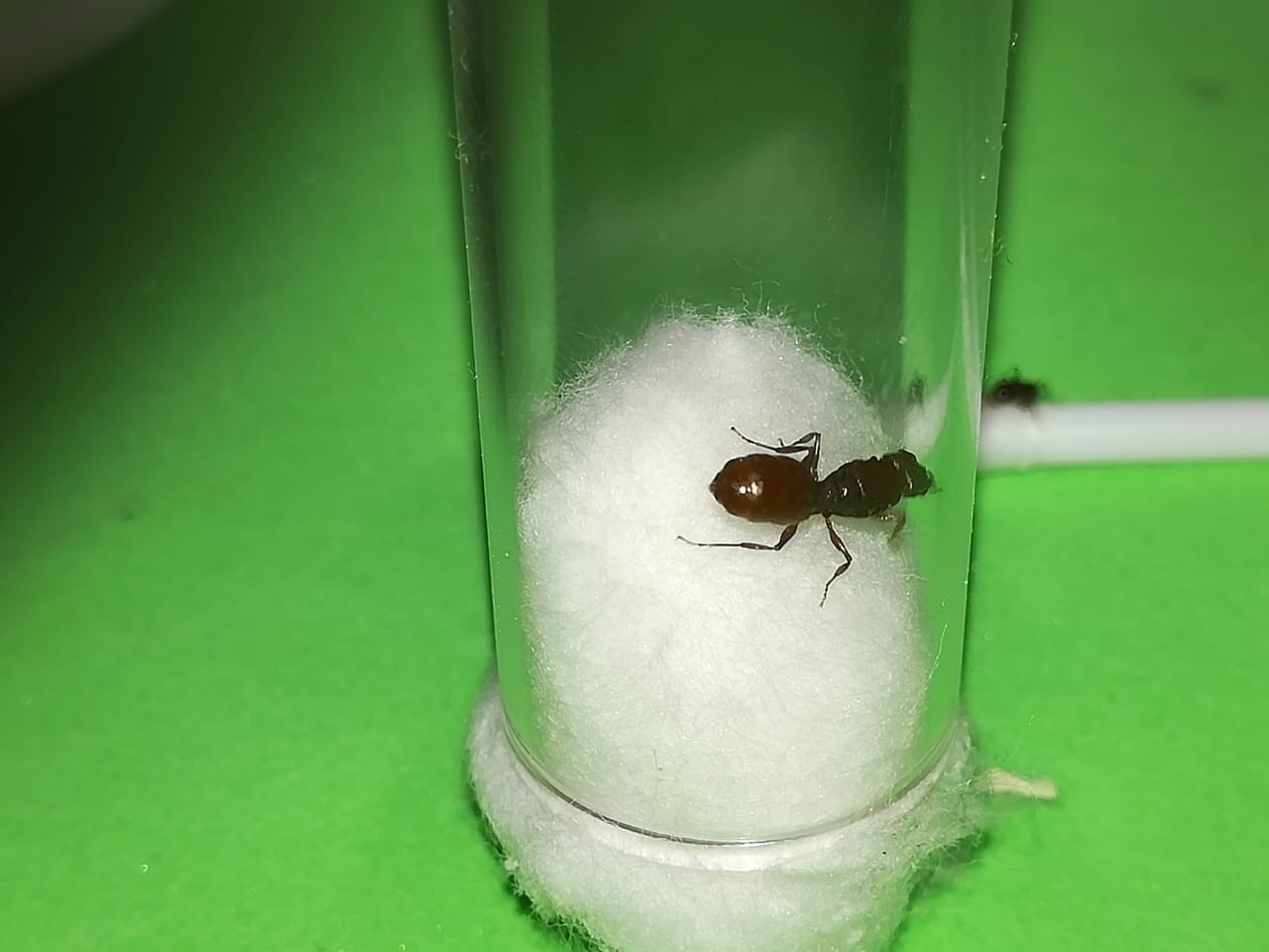 15/01 Reina Roja SP