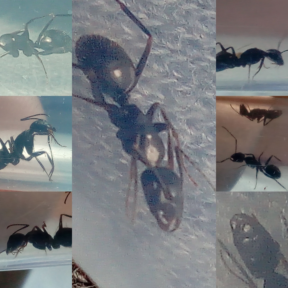Especie desconocida