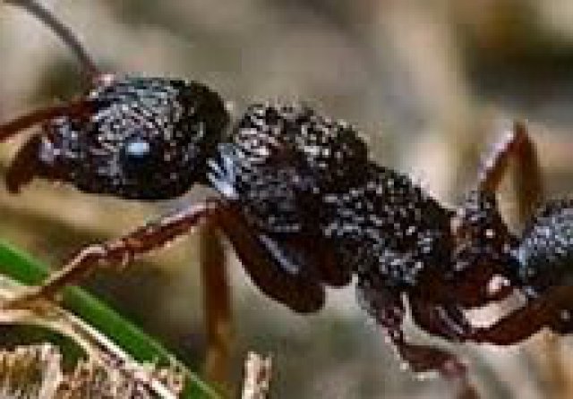 jota