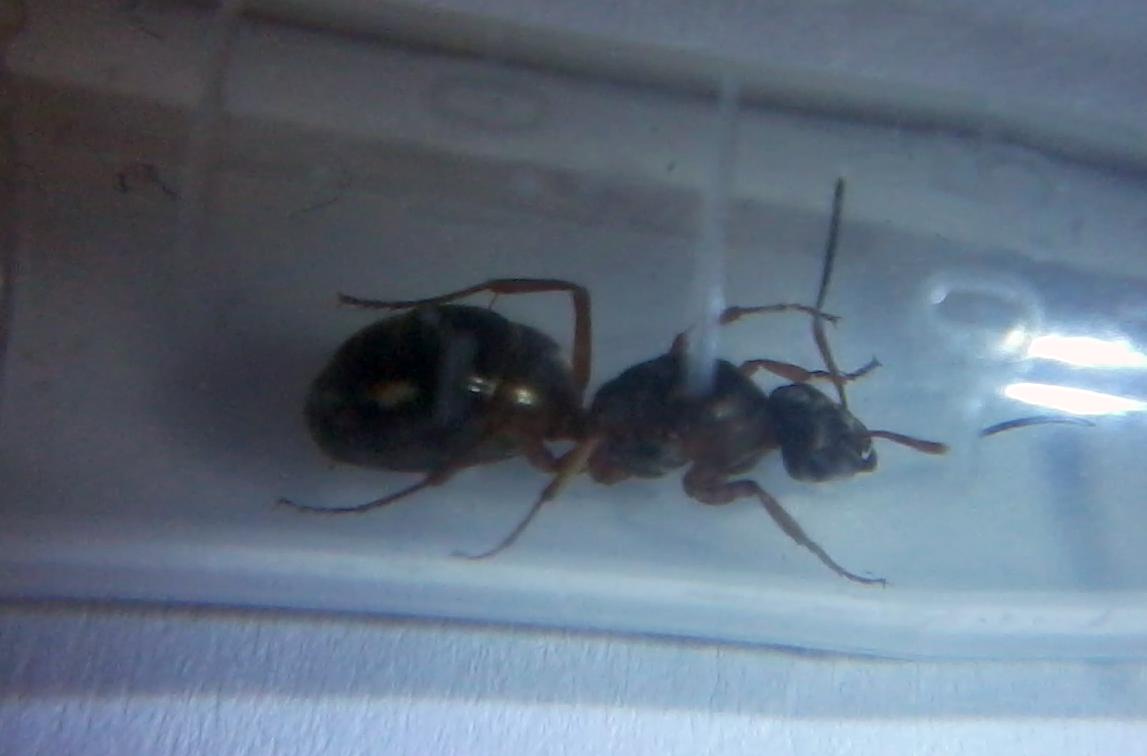 desconocida13
