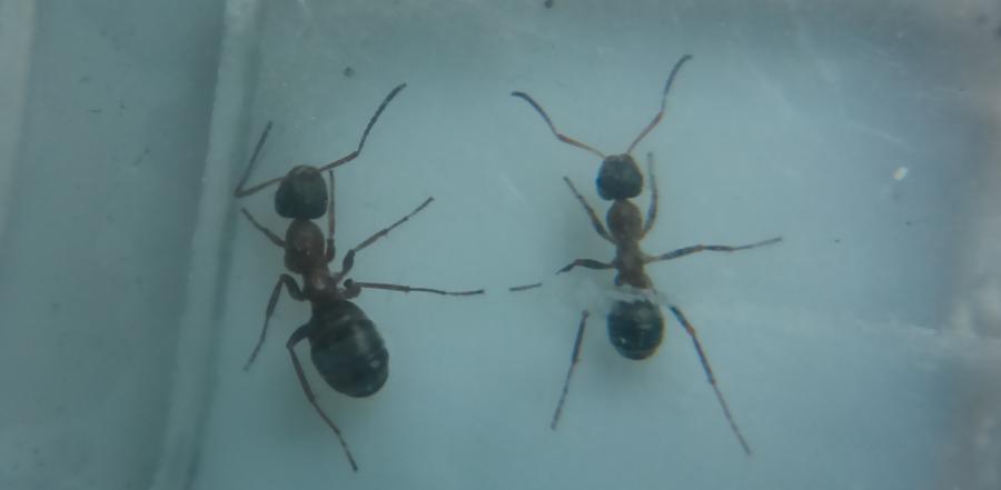 Desconocida17