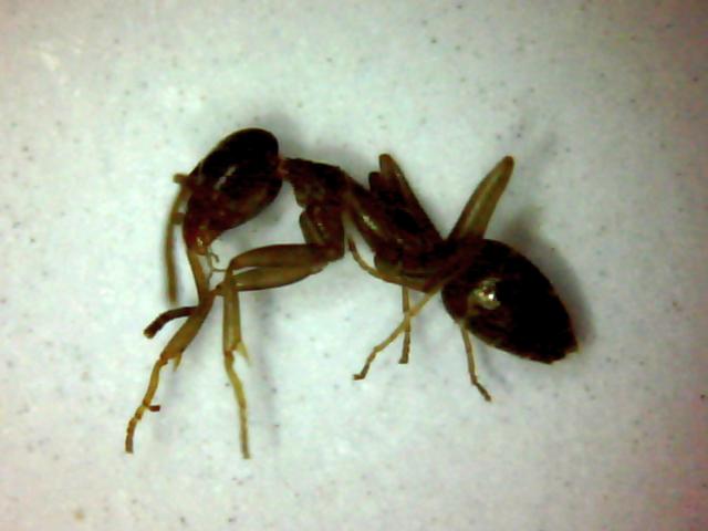 Desconocida 18